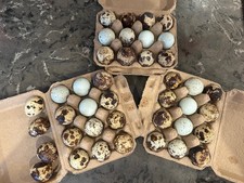 Quail Hatching Eggs Cortunix/Celadon mix 12 . Mystery Of Beautiful Colors.