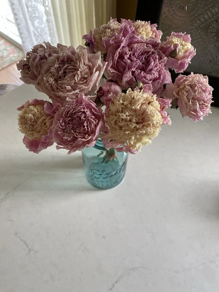 PEONIES * DRIED FLOWERS Bunch BOUQUET Bundle USA Grown BLUSH & PINK PEONY - Image 2 of 4