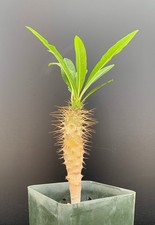 Pachypodium lamerei var. ramosum - Rare Succulent Well Rooted Plant - 8" tall