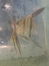 Live Freshwater Angelfish Tropical Aquarium Fish, Peaceful Beginner-Friendly