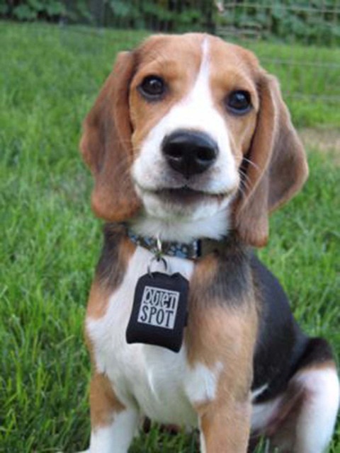 quiet spot pet tag silencer