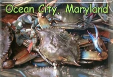 Ocean City Maryland with Blue Crab Fridge Magnet