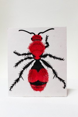Original Watercolor - Cowkiller Wasp, Velvet Ant (from Rainbow Bugs)