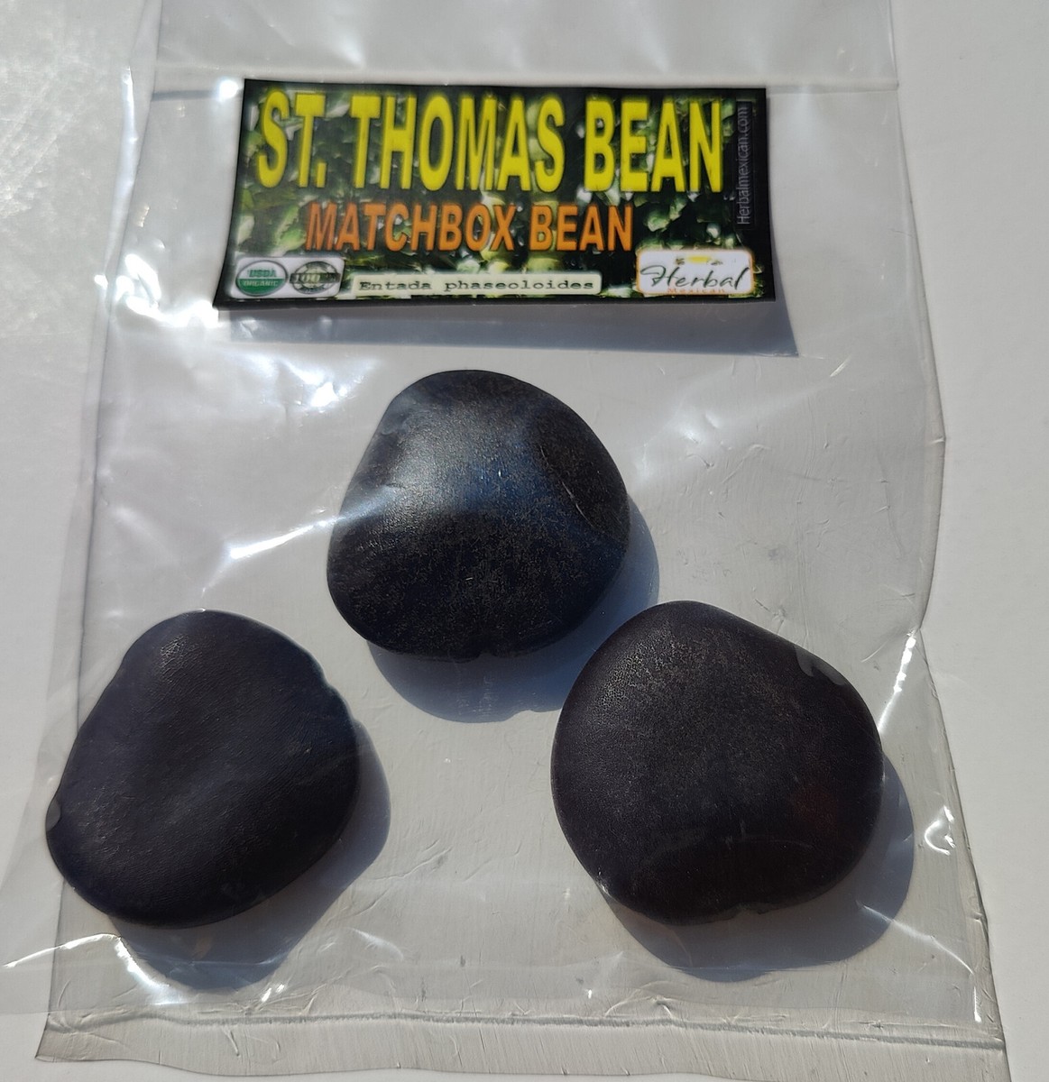 3 St Thomas Bean, box bean (Entada phaseoloides) giant bean, magic