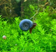 17 BLUE LEOPARD RAMSHORN SNAILS