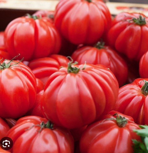 250 SEMI DI POMODORO COSTALUTO FIORENTINO - NO CUORE DI BUE -SEMENTI ORTAGGI - Foto 4 di 6