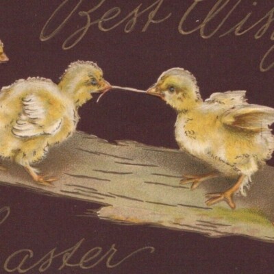 1909 Best Wishes Chicks Fighting Over Worm Chicken Easter Holidays Postcard