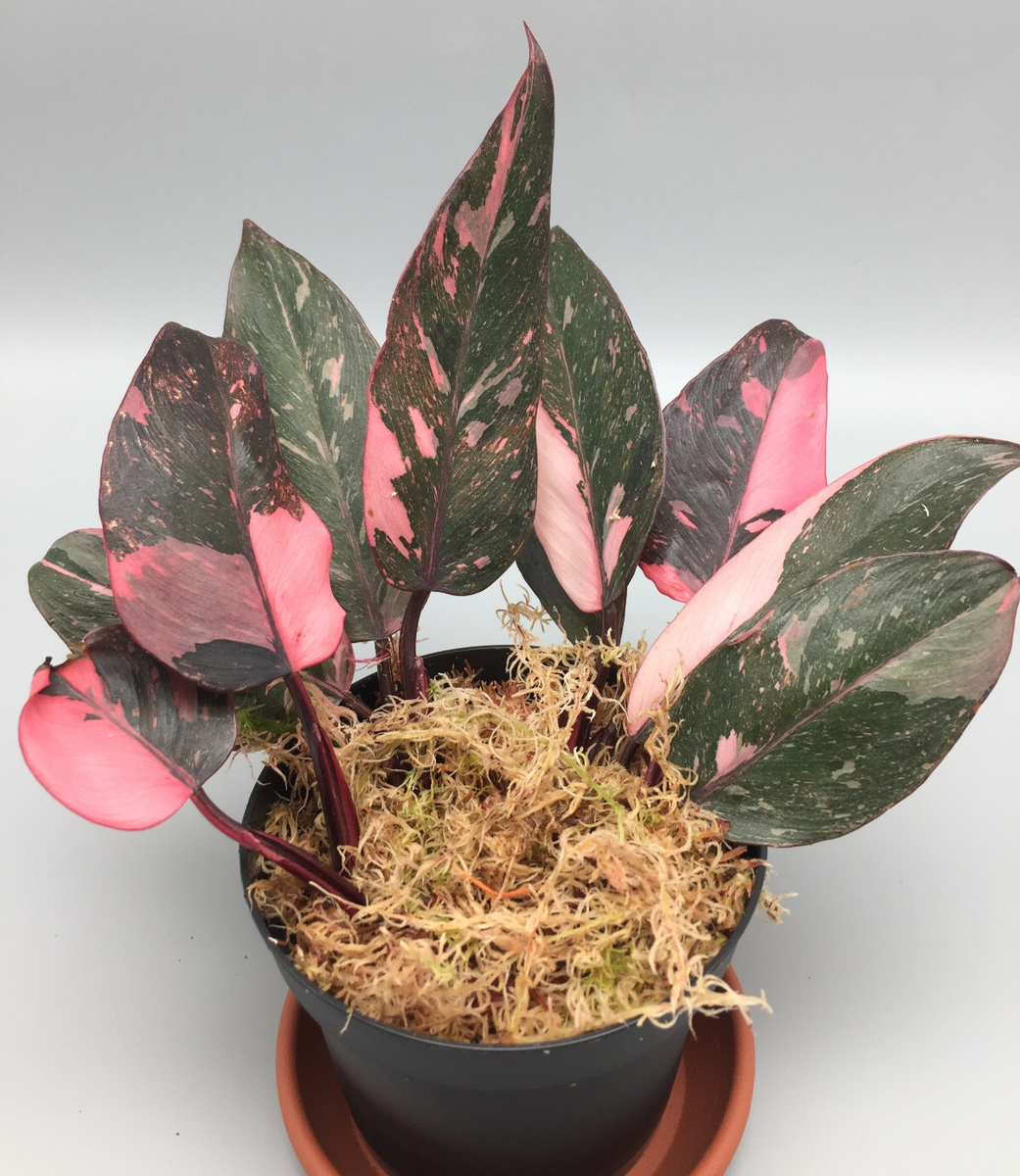 philodendron karstenianum Monstera karstenianum 'variegata' 12εκ — ανάγλυφη υφή