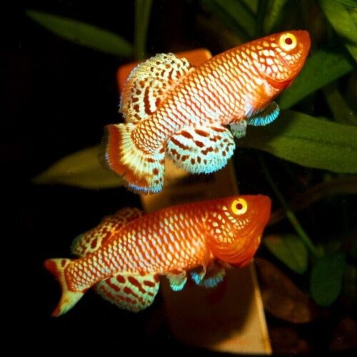 Spawn (Eggs) of Nothobranchius rachovii «Beira 98 Albino» (Killifish)
