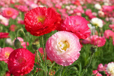 5,000 Double Shirley Poppy Seeds - Papaver Rhoeas Classic Pink Red & White Poppy