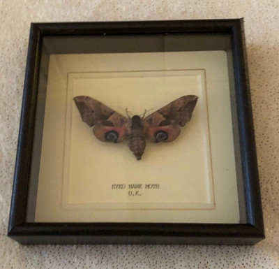 Echte Falkenmotte mit Augen - handgefertigt & gerahmt in UK schönes Geschenk - Taxidermie