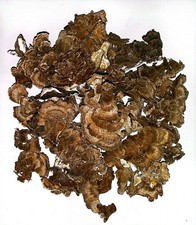 1 Oz. Dried Organic Turkey Tail Mushroom