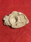 Civil War Miniball Direct Hit Possible Teat Base Recovered in Richmond Virginia