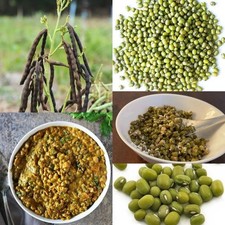 Mung Beans Sprouts Organic Dried Health Green Grams Seeds 100 Natural Pure
