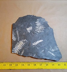 Fossil Fern Slate / Shale