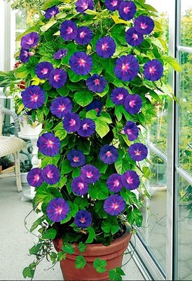 20 Ipomoea Prunkwinde Prachtwinde Morning Glory Blühwunder-Kletterpflanzen