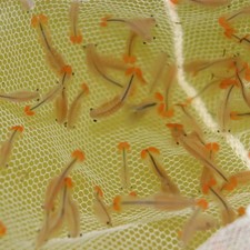 Uova di gamberi fata coda di castoro (Thamnocephalus platyurus) - Triops gamberi preistorici 