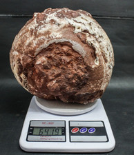 6419 gr Giant  whole Permian Ammonite Fossil Calcite Rough Mollusca Timor