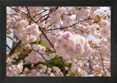 Kirschblüte Tokio Japan gerahmtes Wandbild Poster Leinwanddruck Bild