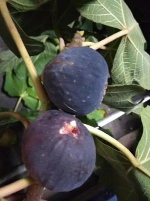 1  Black Madeira live plant 17'' tall # 1J