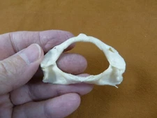 (SJ-00-124) Rare 2-1/8" Bamboo SHARK jaw t**th jaws Chiloscyllium ichthology