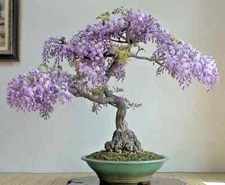 Chinese Wisteria Bonsai Tree Seeds | 10 Seeds | Rare Flowering Purple Climbing