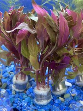 Alternanthera Reineckii Rosanervig Bunch Live Freshwater Aquatic Plant