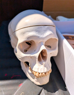 Human Skeleton Anatomical Model Half Including Skull Hand Foot Rib Cage