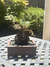 Sago Palm Bonsai Great Shape Unglazed Tropical Pot Unique Species