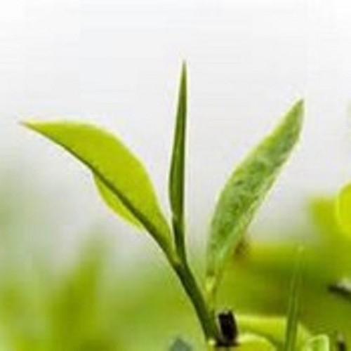 Darjeeling Selimbong 1 flush Organic FTGFOP1 8oz Black Leaf Tea - Picture 4 of 8