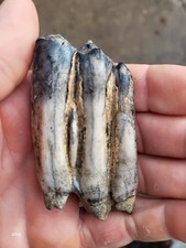 Historic bison tooth with blue vivianite  permineralization