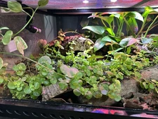 Terrarium Start Up kit-Med 10-20 gallon
