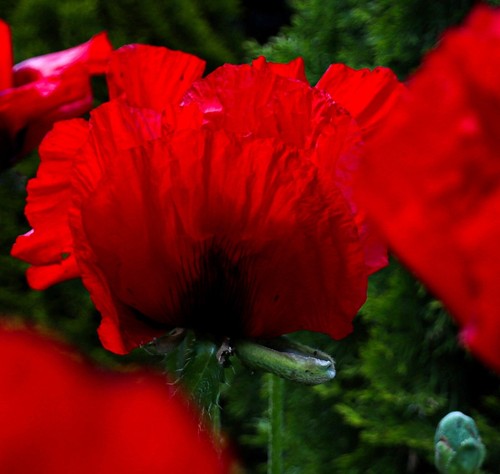 Orientalischer Mohn 'Beauty of Livermere' Papaver Staude im 1-Liter Topf - Bild 2 von 6