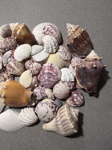 Florida Fighting Conches, Lightning Whelks, Scallops & Other Misc Shells from FL - Picture 8 of 8