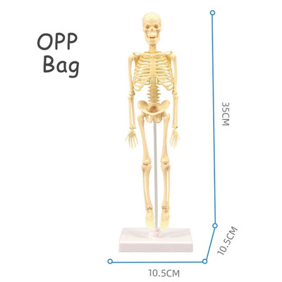 3D Human Body Torso Model - DIY Educational Toy for Kids Learning Anatomy