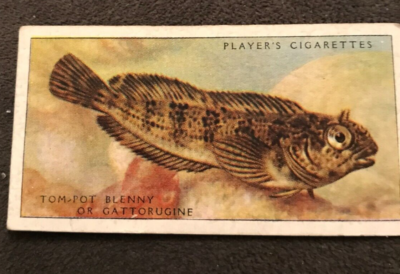 John Player Cigarette Card - Sea Fishes, 1935 - Tom-Pot Blenny