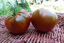 Calavados - luscious bronze tomatoes bred in Ukraine