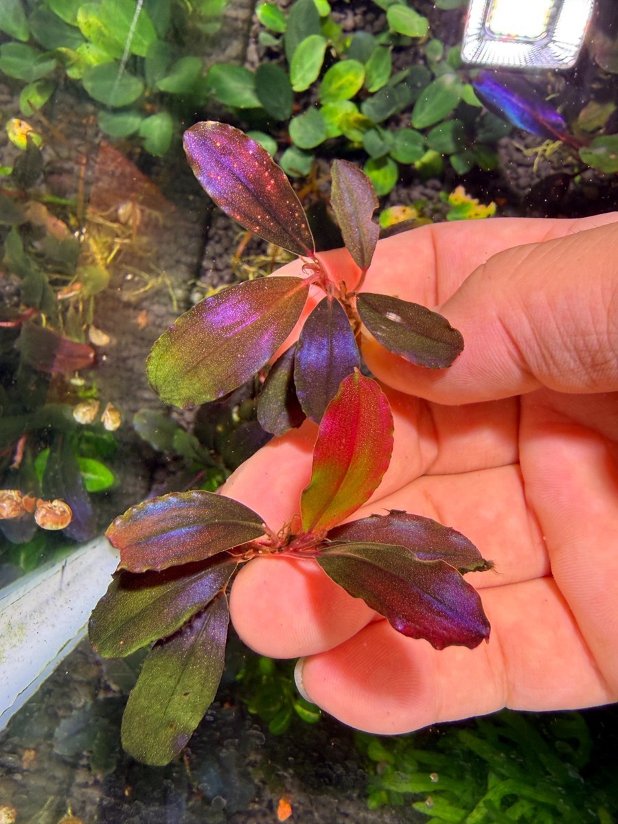 Bucephalandra king devil Rare Live Aquarium Plant | eBay