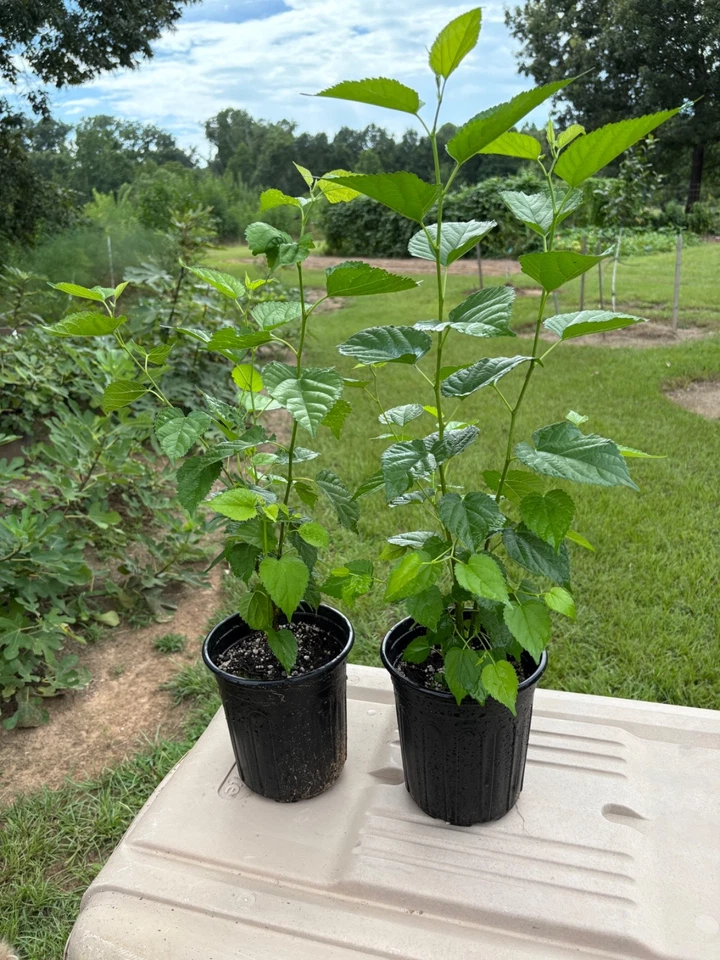  Árbol de morera compacto productor pesado Dwarf Ever Bearing Foto 2 de 4