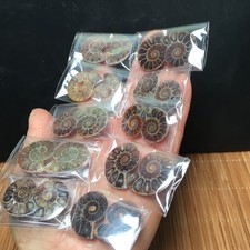 76g 10pairs natural Split Ammonite  Specimen Shell Healing Madagascar fb2017