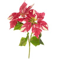 KüNstlicher Weihnachtsstern Rot Creme 35Cm 6St Dekoration Advent Kunstblume, 6