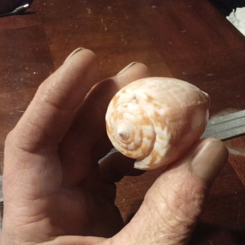 Conus Geographus Linne Shell - Philippines - CONIDAE 35mm - Cone Snail 80mm
