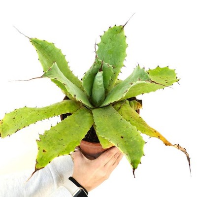 Agave verschaffeltii x eborispina BIG SIZE - Agave | Verschaffelt's agave
