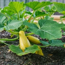 Prolific Straightneck Summer Squash Seeds, NON-GMO, FREE SHIPPING