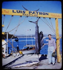 Luis Patron Mazatlán Mexico fish - 1950s Stereo Realist slide - Kodachrome #628