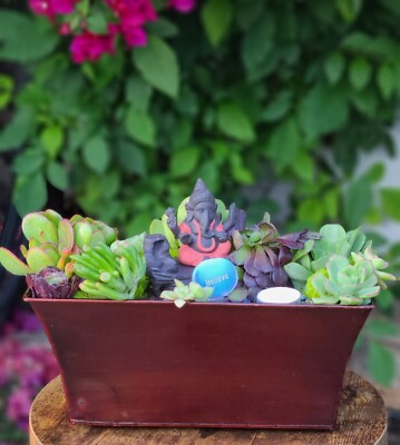 succulents walmart Gift-Worthy' Succulent Pack  Leaf & Clay