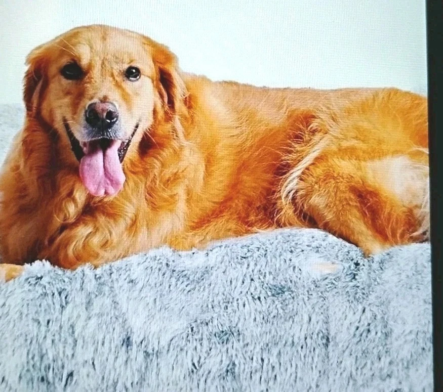 KSIIA Pet Care Dog Bed (Grey Plush) For Large Dog