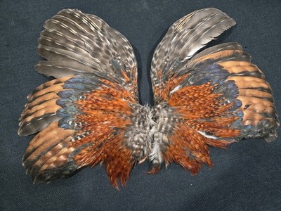 Barred Ginger Rooster Wings Craft Art fly tying soft hackle feathers Taxidermy