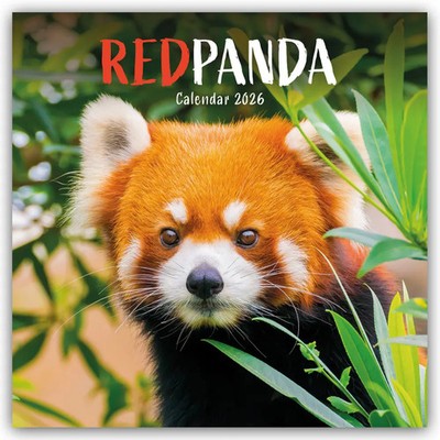 Carousel Calendar | Red Panda - Rote Pandas - Rote Pandabären 2026 -...