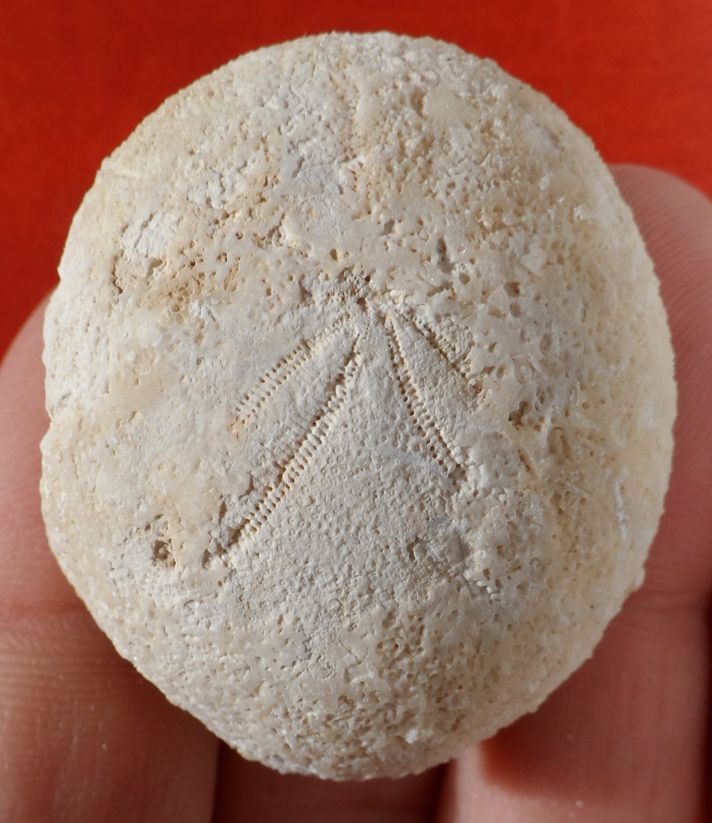Oursin Fossile Camerogalerus Cylindricus – Spécimen Naturel 49g, Blanc, Décoration Minérale, Naturoshère